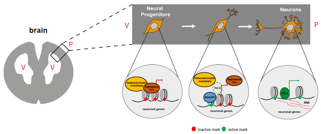 NeuroD1 neuron development