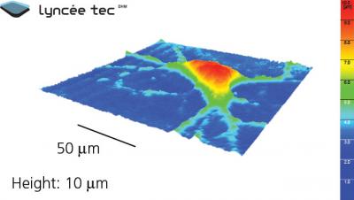 Neuron Hologram