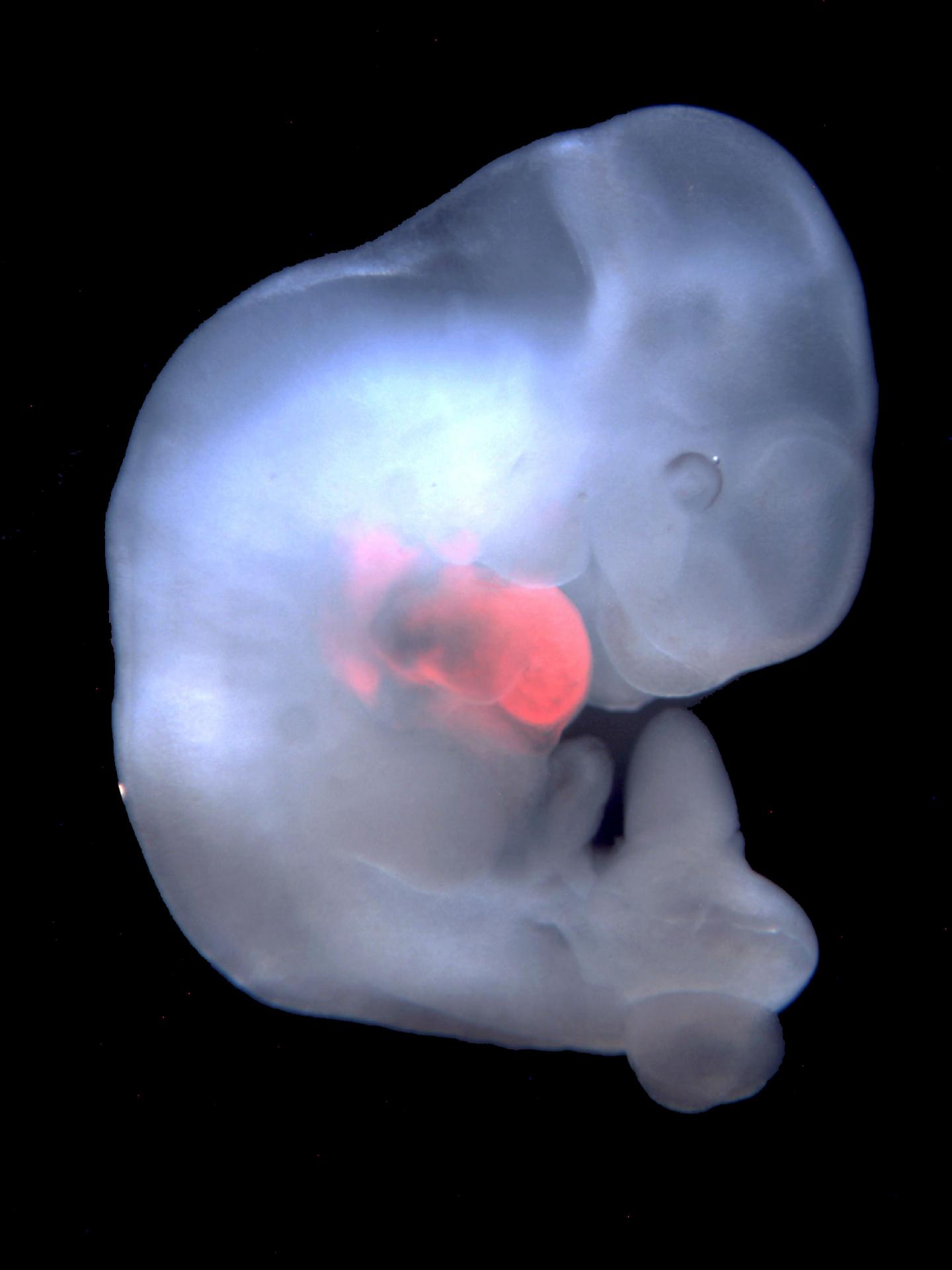 New Findings Highlight Promise of Chimeric Organisms for Science and Medicine