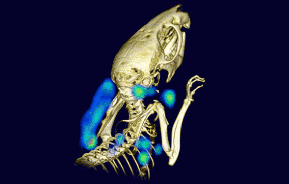 Non-invasive PET imaging