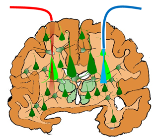 Non-invasive neuron-specific