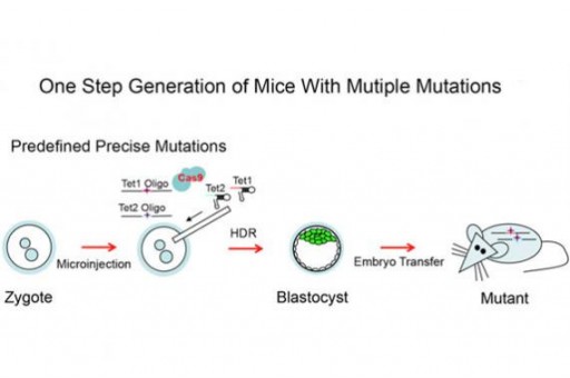 One step generation of mice