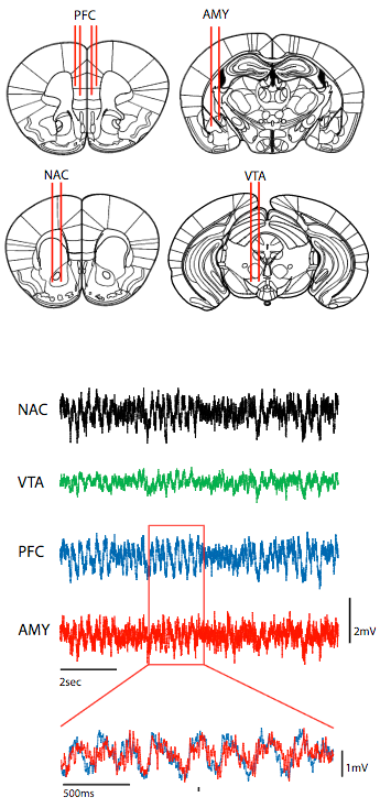 PFC-directed oscillatory interactions