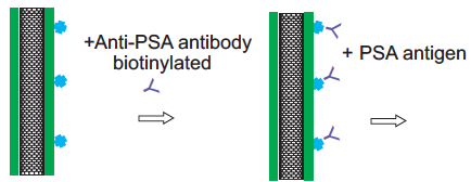 PSA antigen