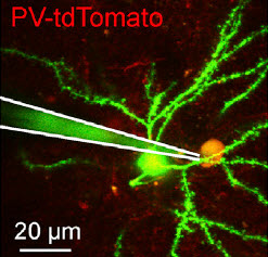 PV-tdTomato