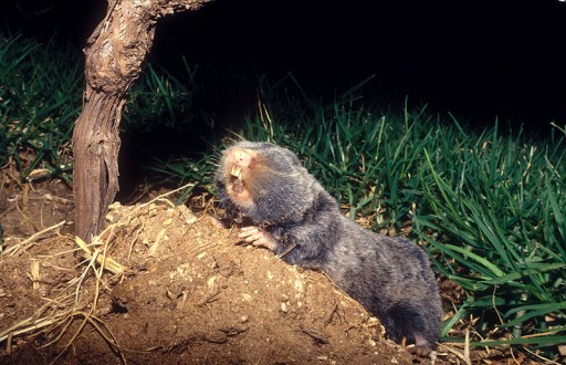 Palestine_Mole-rat_1