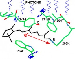 Photons Chromophores