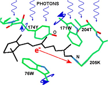 Photons Chromophores