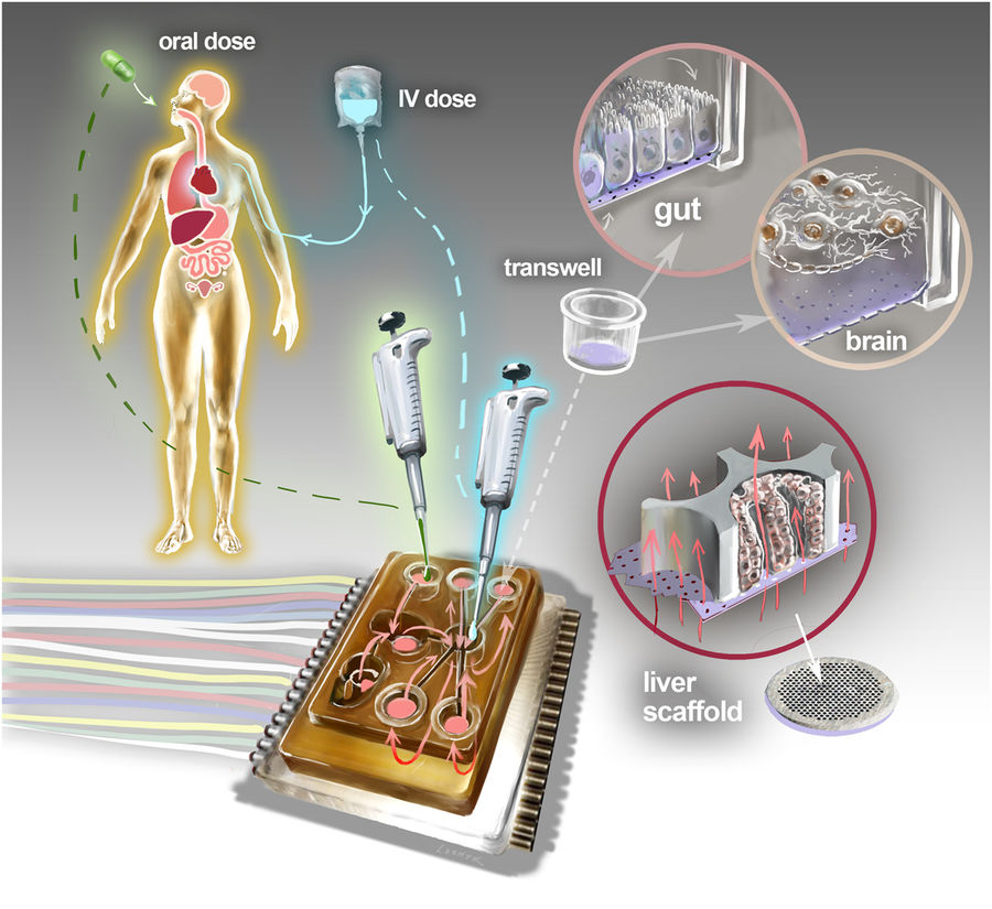 Physiome-on-a-chip