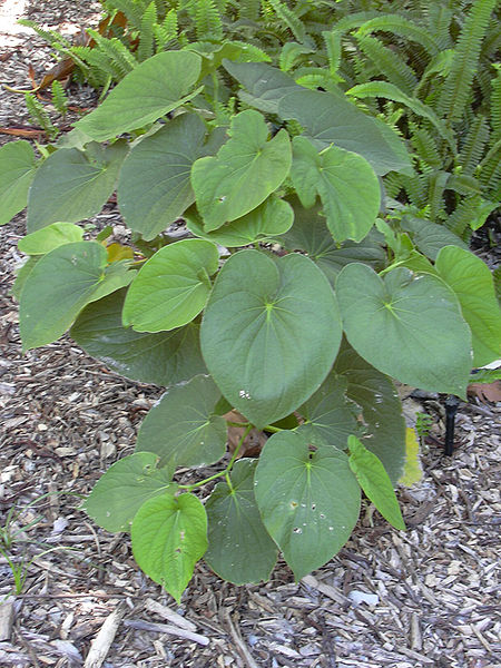 Piper_methysticum Piper_methysticum
