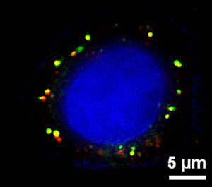 Polymeric Nanoparticles
