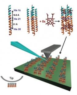 Protein Assemblies