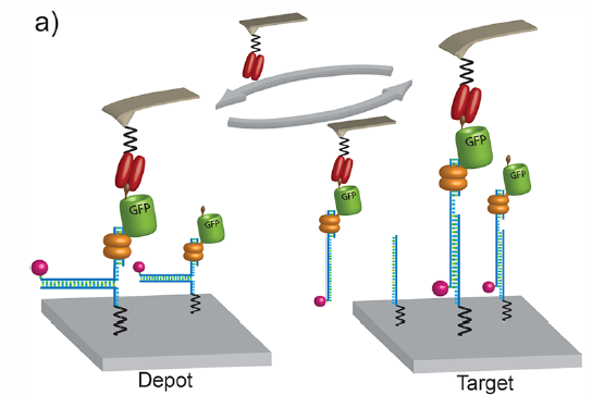 Protein-transfer