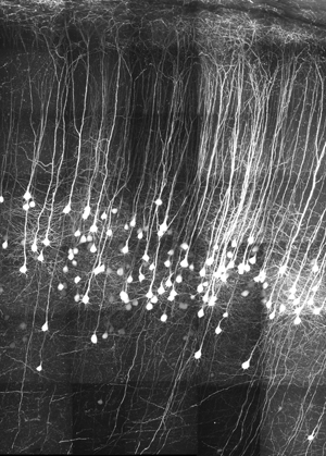 ImageJ=1.44p