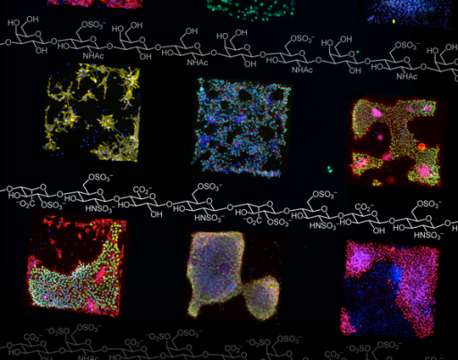 Regenerative Cells