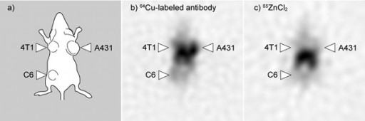 Results of imaging experiment on a tumor-bearing mouse