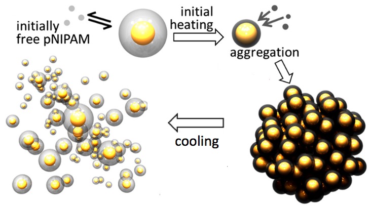 Reversible assembly of ANTs