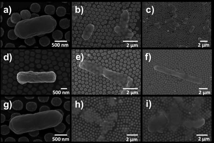 SEM Images of E. coli