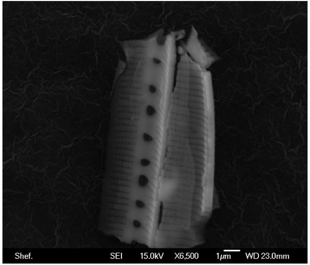 SEM_of_a_diatom_frustule
