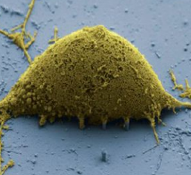SEM_of_rat_cortical_cell