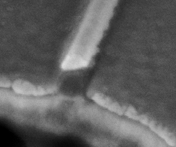 SEM_silicon_nanowire SEM_silicon_nanowire