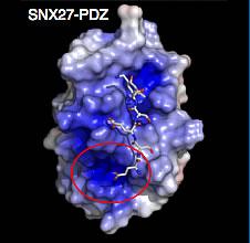 SNX27 PDZ