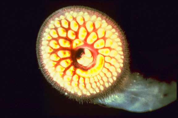 Sea Lamprey