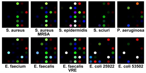 Sensor Bacteria