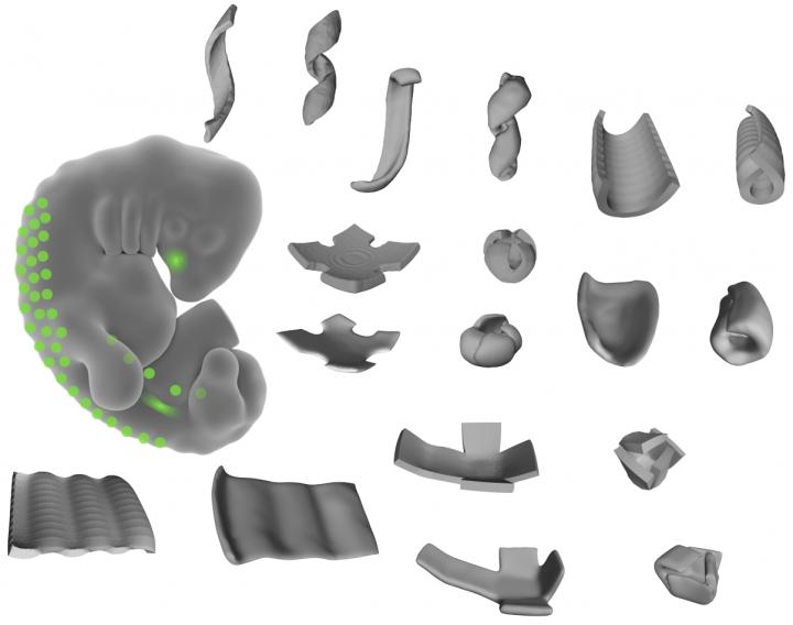 Shapes of Living Tissue
