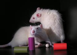 Sleepy Rats