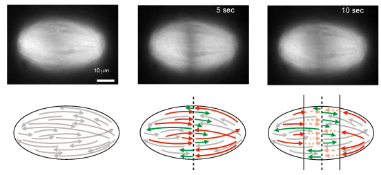 Slicing_mitotic_spindle_1 Slicing_mitotic_spindle_1