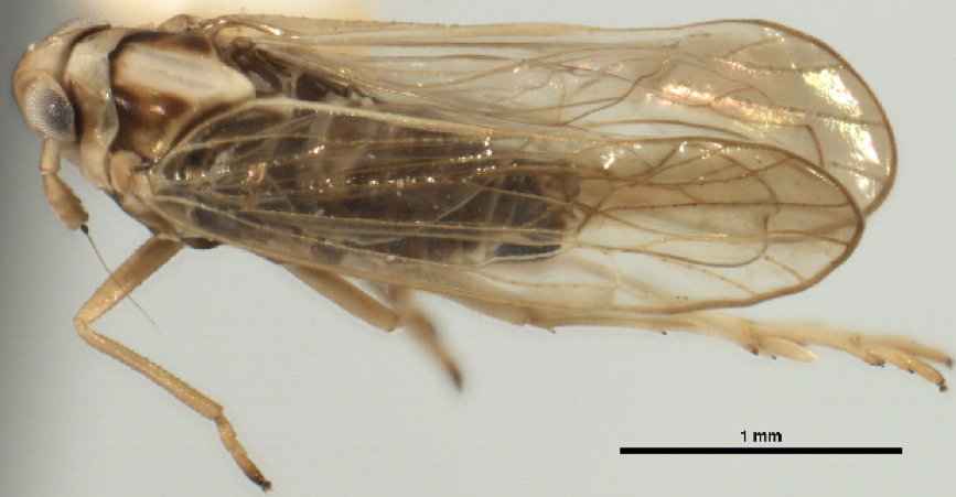 Sogatella furcifera