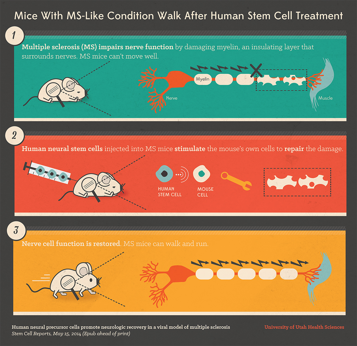 Mice cells. Multiple Sclerosis treatment. Multiple Sclerosis infographic. Multiple Sclerosis Journal. Экзогенные факторы рассеянного склероза.