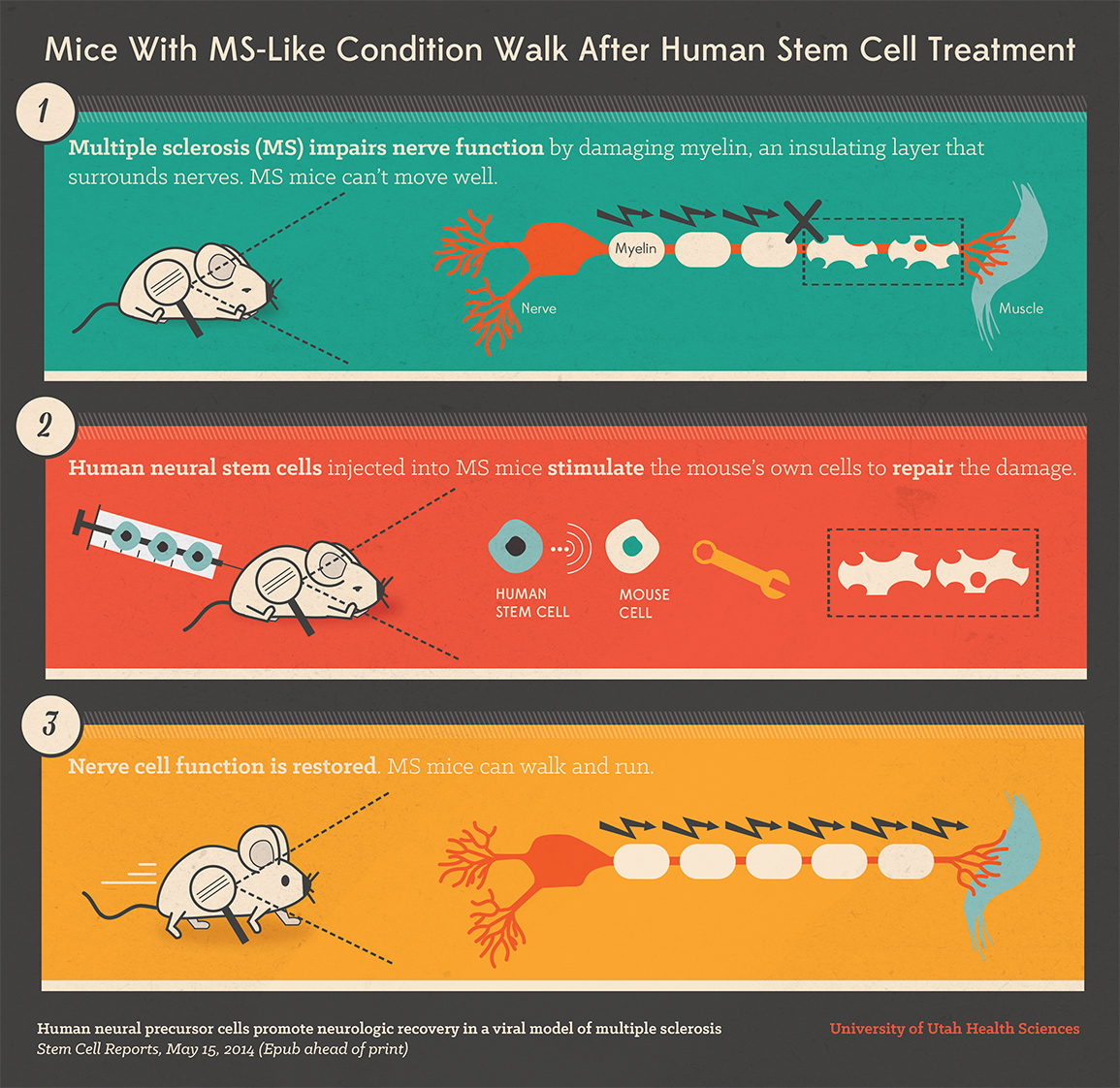 Mice cells