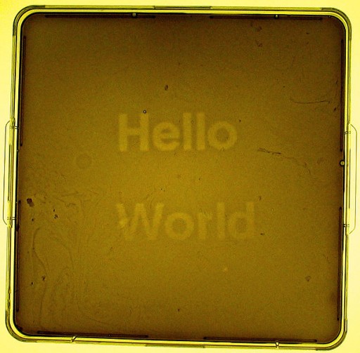 SynBioHelloWorld