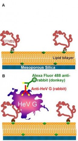Synthetic Protocells