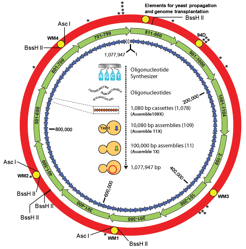 SyntheticM.mycoidesGenome