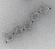TEM of 1D array