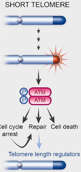 Telemere length regulation