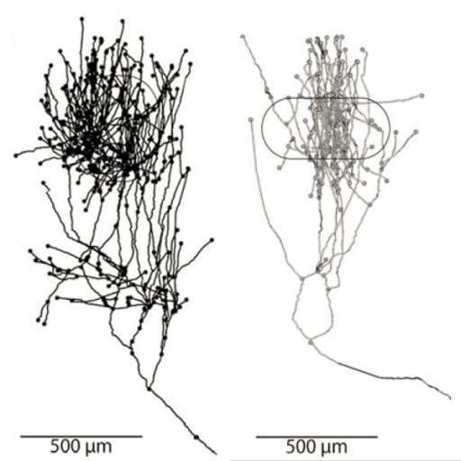 ThalamocorticalAxons