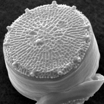 Thalassiosira_pseudonana