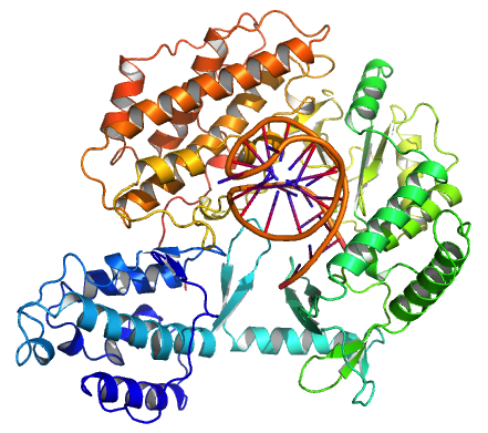 Tibolium_castaneum_TERT_structure