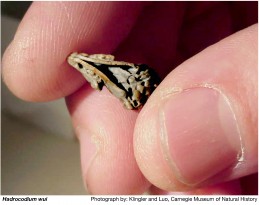 Tiny-Skull