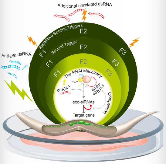 Transgenerational Small RNA Inheritance