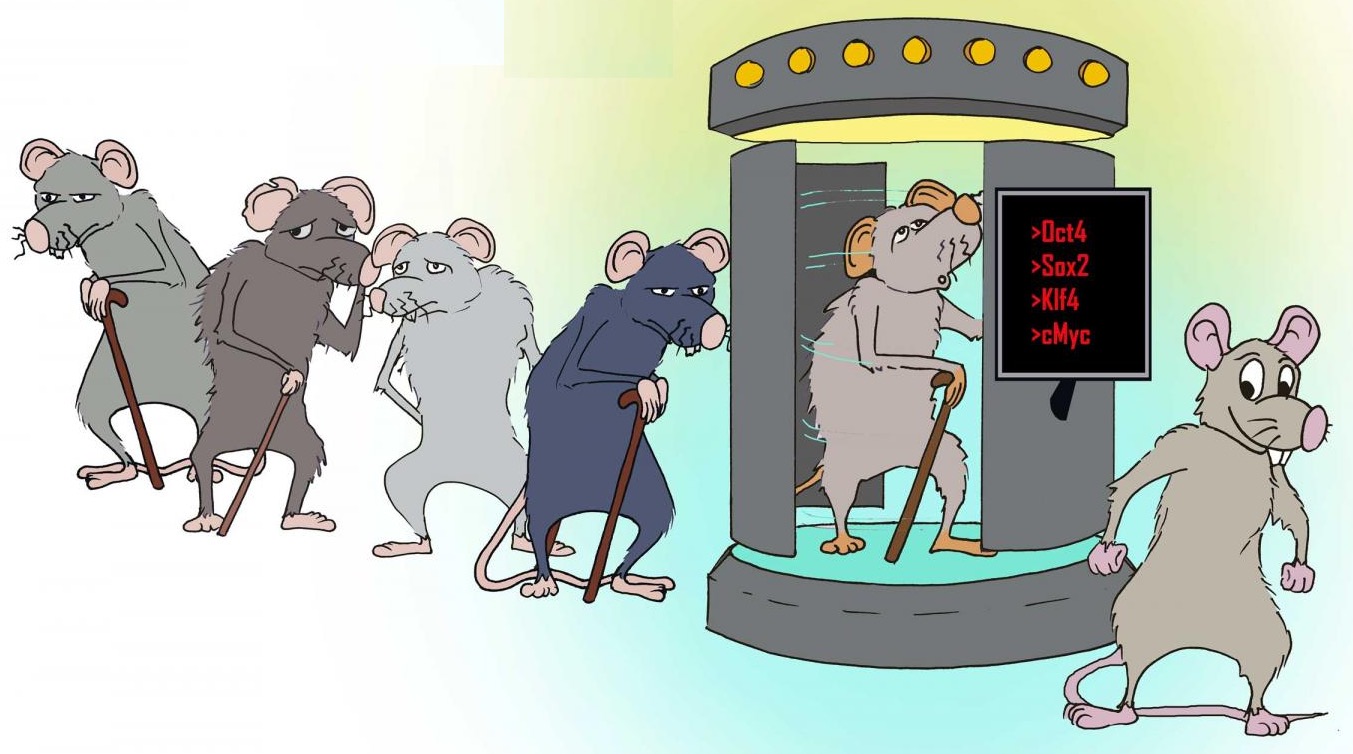 Turning-Back-the-Aging-Clock