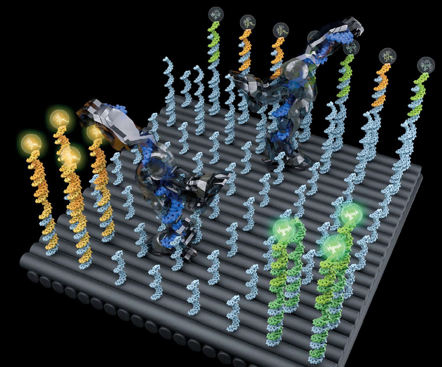 Two DNA robots working