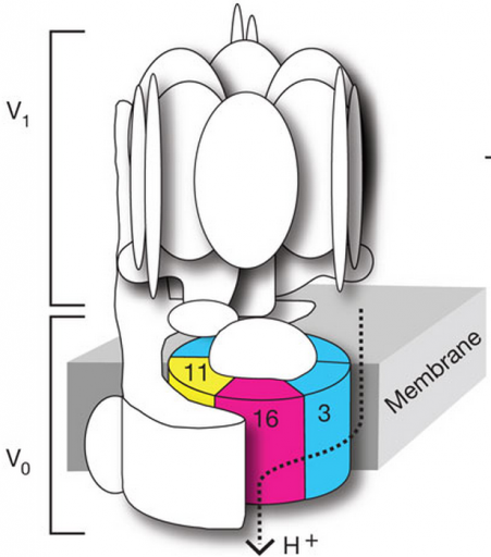 V-ATPase