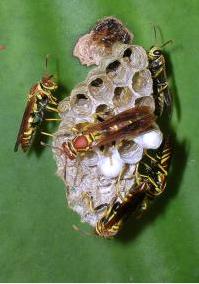 Wasp-Colony Wasp Colony
