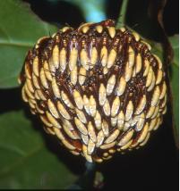 Wasp-Nest Wasp Nest