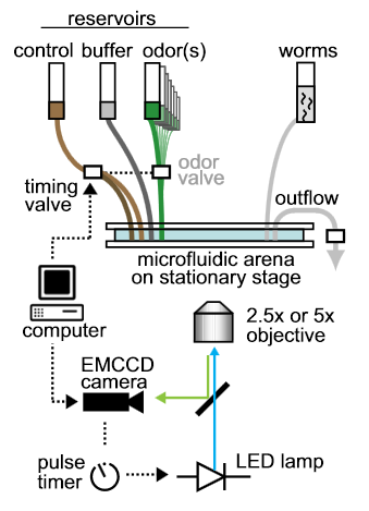 Worm microscope